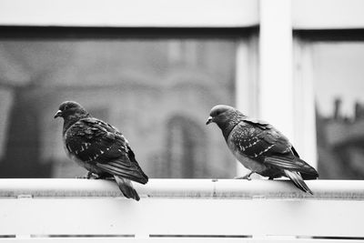Close-up of birds perching on wall
