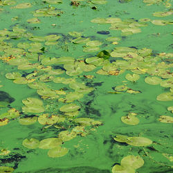 High angle view of lily pads in lake