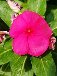 Close-up of pink flower blooming outdoors