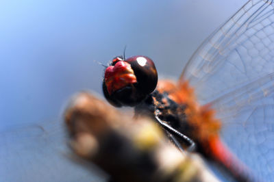 Close-up of insect