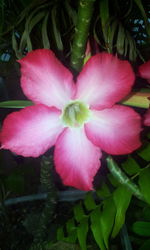 Close-up of pink flower blooming outdoors