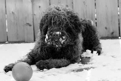 Close-up of dog sitting on snow