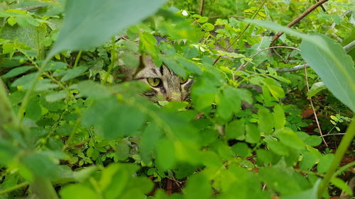 View of a cat hiding behind plants