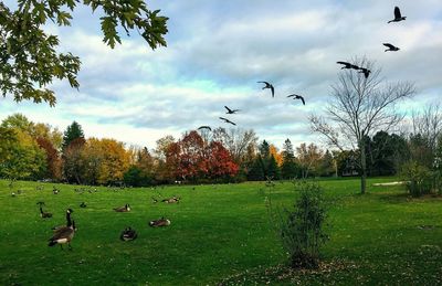 Birds flying over grass against sky