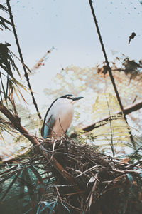 bird
