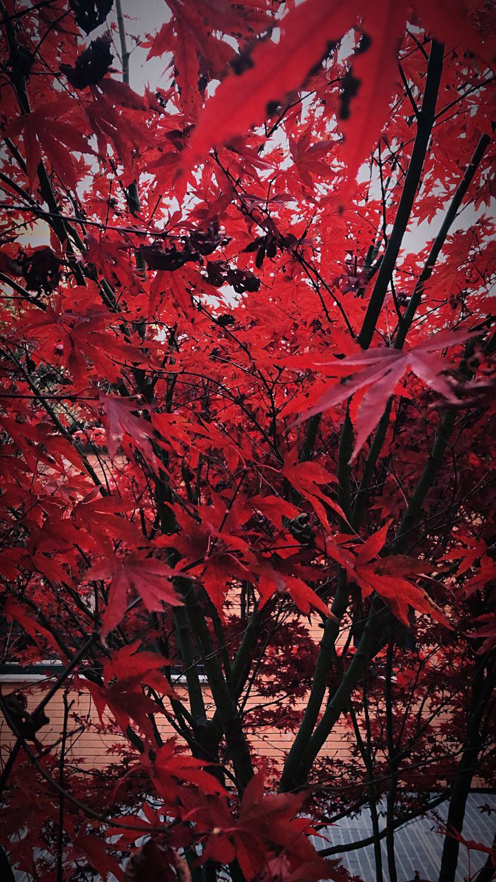 LOW ANGLE VIEW OF MAPLE TREE