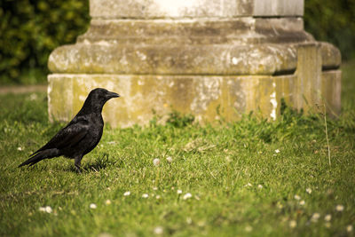 Bird perching on a grass