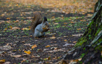 Close-up of squirrel on ground