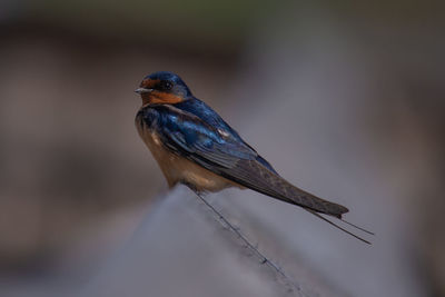 Close-up of bird perching on a branch