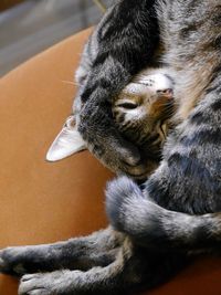Close-up of rabbit relaxing