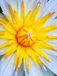 Close-up of yellow flower