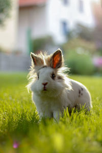 Close-up of a rabbit on field