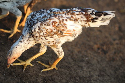 Close-up of a chiken