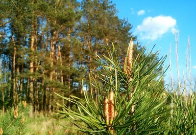 Close-up of pine trees on field against sky