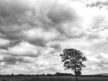 Tree on field against sky