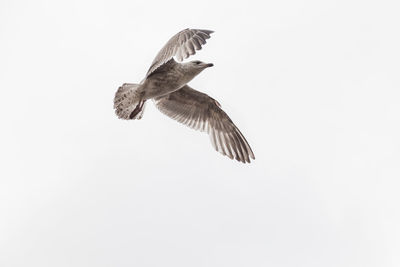 Low angle view of eagle flying against clear sky