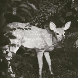 Portrait of deer