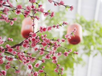 Close-up of red berries on tree