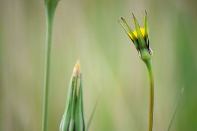 Close-up of yellow flowering plant