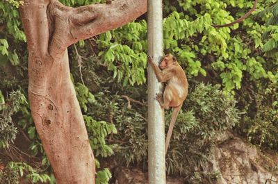 Monkey on tree trunk