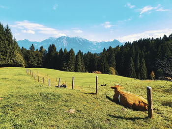 Scenic view of grassy field against sky