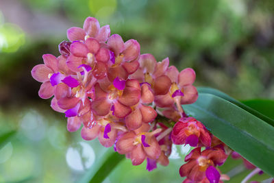 Close-up of pink flowering plant