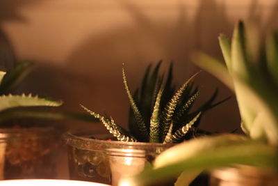 Close-up of potted plant in glass jar on table