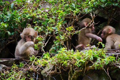 Monkeys sitting on plants