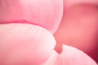 Macro shot of pink flower head