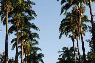 Low angle view of palm trees against blue sky