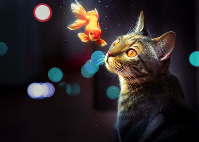 Close-up of a cat looking away