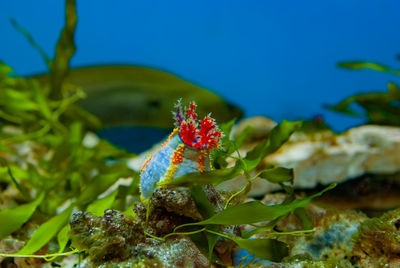 Close-up of red flowering plant