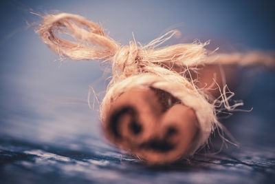 Close-up of a cinnamon stick around which a string is wrapped. autumnal tones. holidays concept