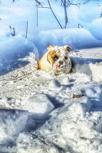 Dog on snow covered landscape