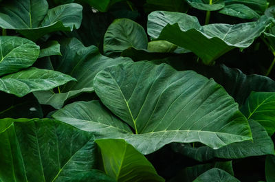 Full frame shot of green leaves