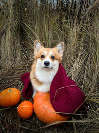 Dog on field