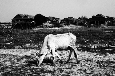 Cow on field against clear sky