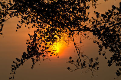 Low angle view of silhouette tree against orange sky