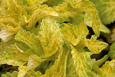 Closeupf of variegated yellow and green coleus leaves