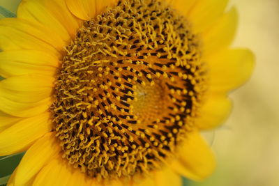 Close-up of fresh sunflower blooming outdoors