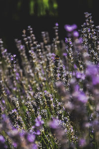 Close-up of purple flowering plants on field