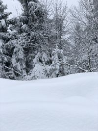 Snow covered trees against sky