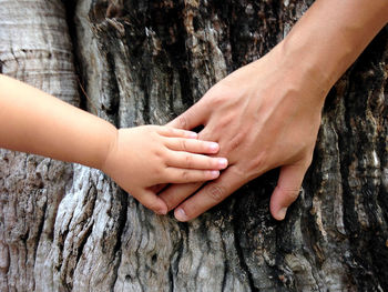 Close-up of woman hands on tree trunk