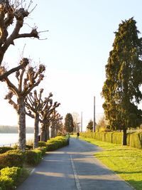Road by trees against clear sky