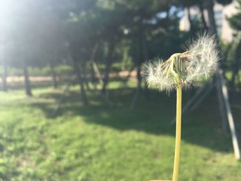 Close-up of dandelion on field