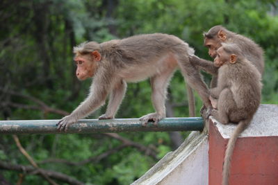 Sheep sitting on tree