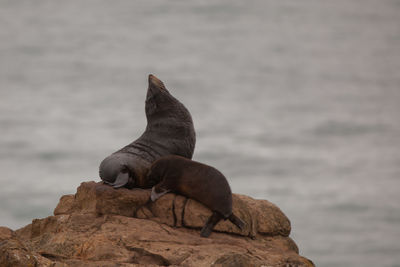 Seals on rock by sea