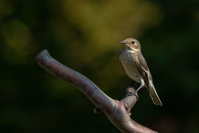Close-up of bird perching on branch