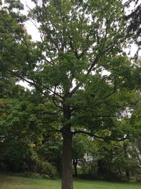 Low angle view of trees in forest