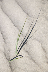 Close-up of plant on sand